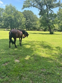 a horse is grazing in a field