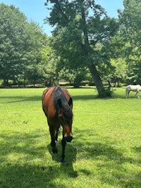 a horse is walking in a grassy field