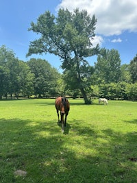 a horse is grazing in a field