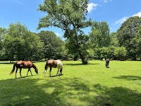 two horses grazing in a grassy field