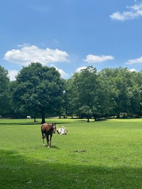 a horse is grazing in a grassy field